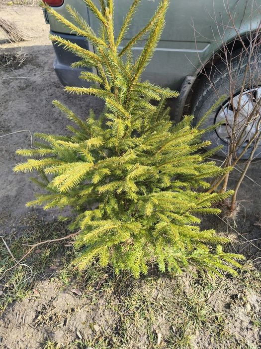 Puieții salcâm   rarice fag carpen salcâm