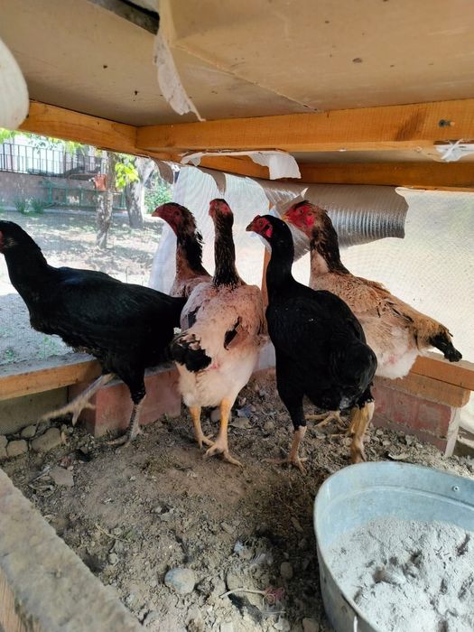 Жұмыртқа дәкән бойцовый (Яйцо)