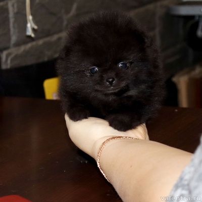 Продам  немецких щпицев