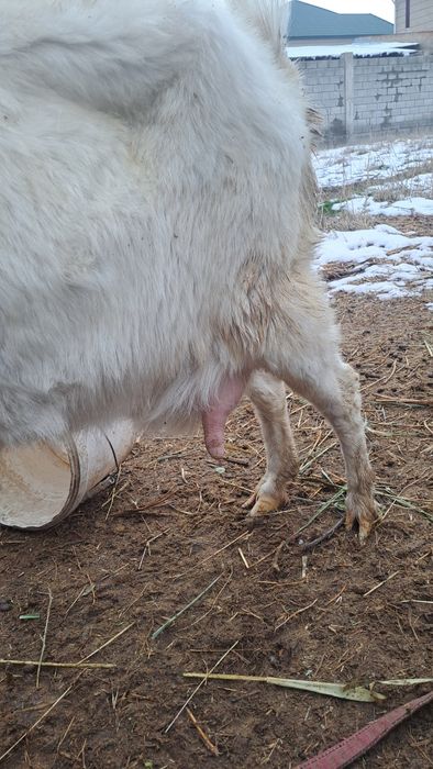 Заенские козы продам