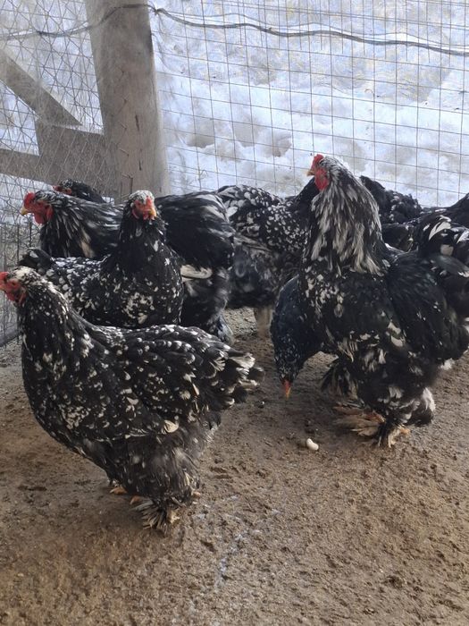 Disponibile famili gaini brachma .