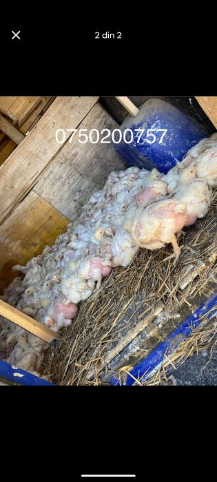 Puix de gainax !! Livrare gratuita