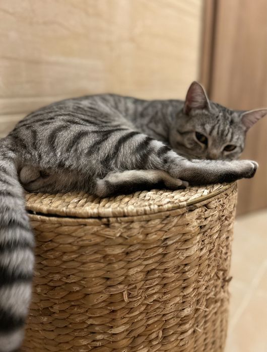 Срочно породистый кот ищет дом
