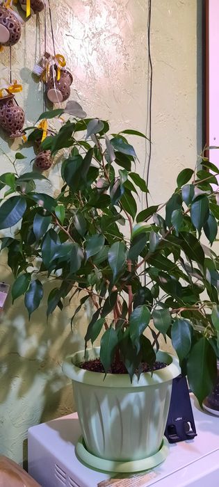 Цветы каждый по 3 000