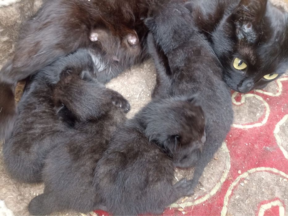 СРОЧНО Кошка с 4 котятами ищет дом