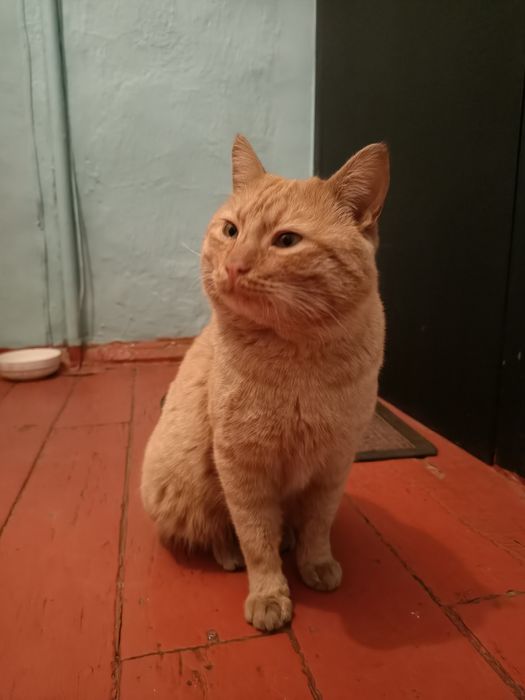 Домашние животные