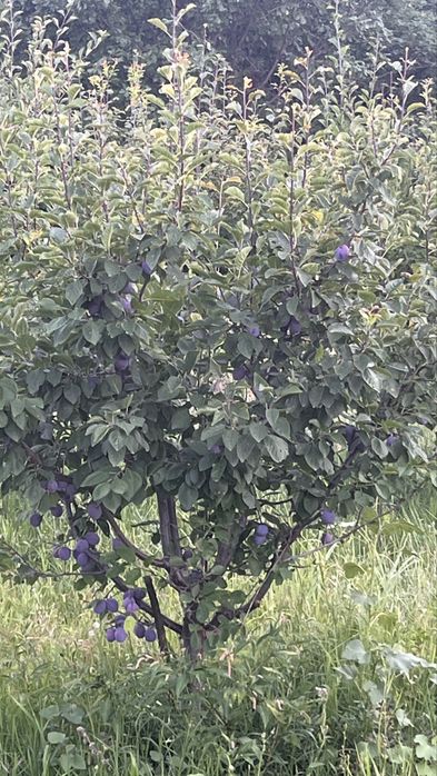 Prune timpurii ( centenar)