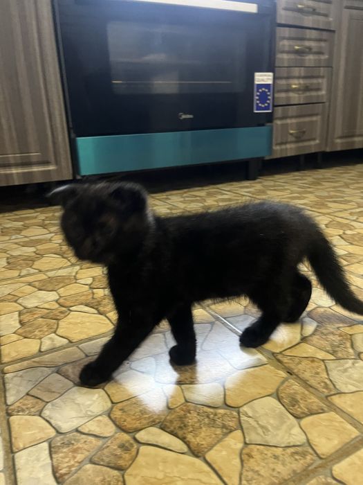 Котенок шотландский вислоухий мальчик