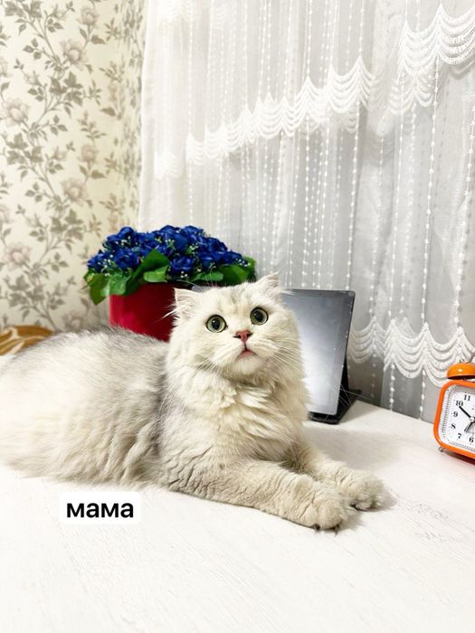 котята шотланская серебристая шиншилла