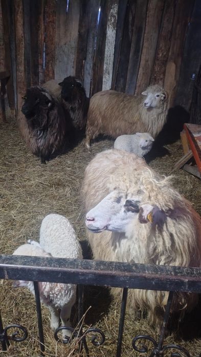 4 oi de vânzare două cu miei și două trebuie să fete.