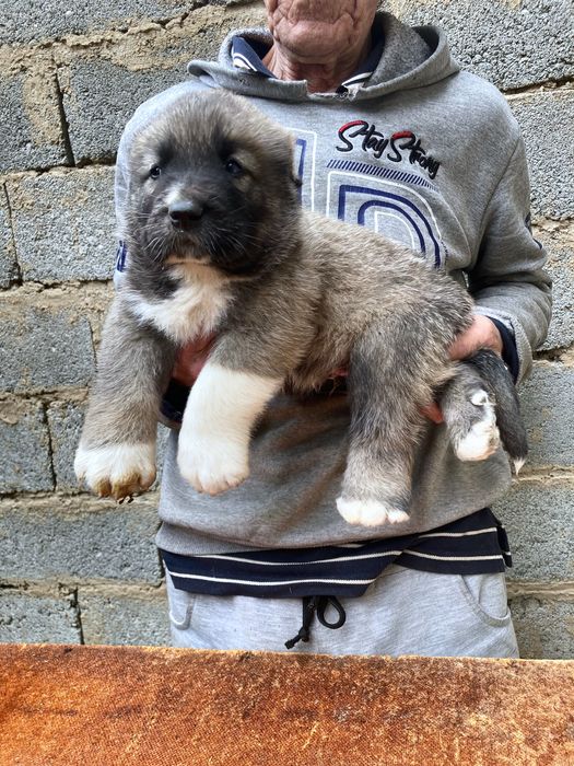 Щенок Турецкого Кангала ( чистокровный )