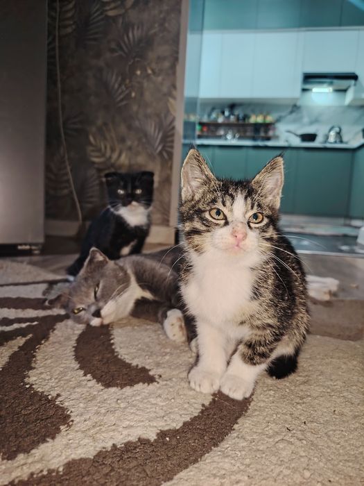 Отдам котят в хорошие руки