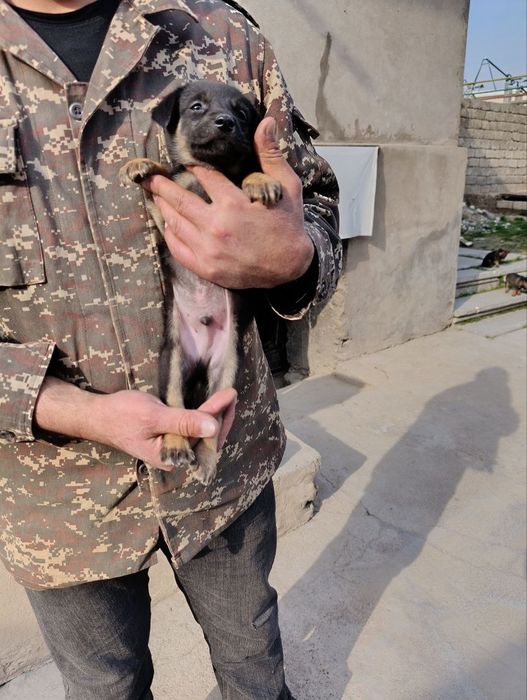 Щеночки отдам в хорошие руки