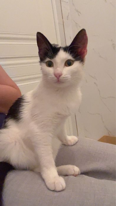 Котенок в добрые руки