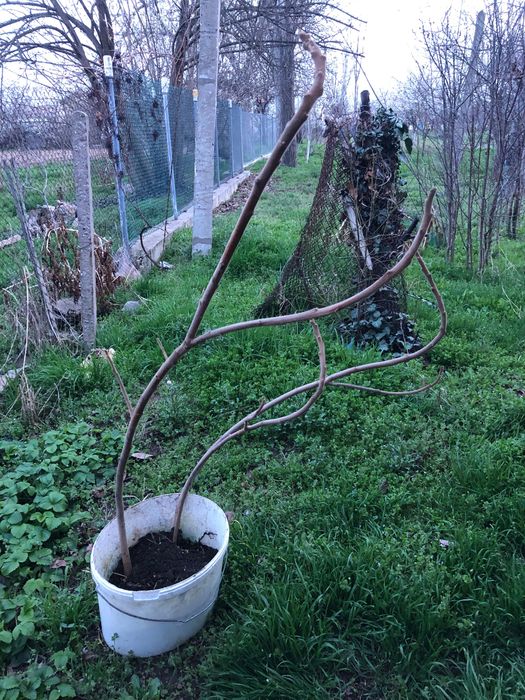 фиданки от Рустифина, декоративно дърво Rhus typhina Tiger Eyes