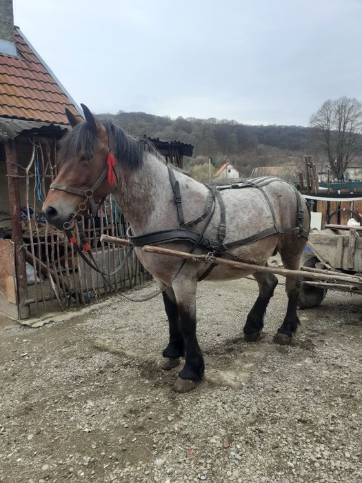 Noatină de 1 an! Pe 4 mai a făcut un anișor.