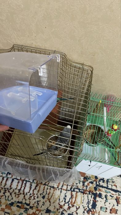 Попугай прирученный к рукам