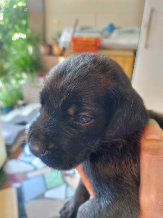 Отдам даром щенков. Папа кане корсо.