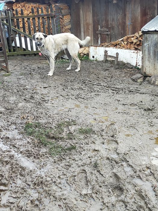 Donez femelă metis de kangal