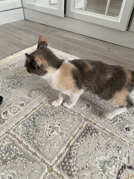 Отдам добрые руки котенка