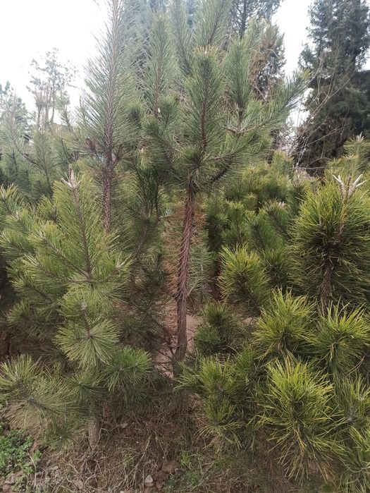 Қрим саснаси 1-2.5 метр Денов тумани нархи келишилади .Рабиулло