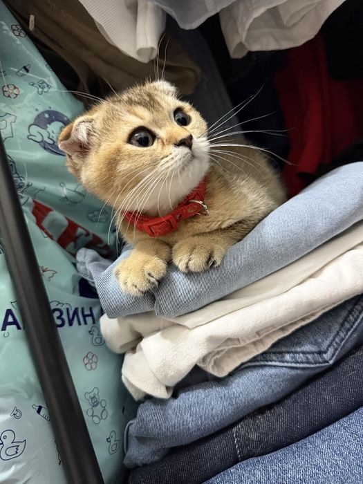 mushuk koshka кошка shinshilla