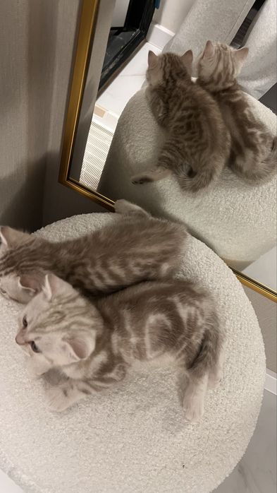Котенок шотландский мальчик
