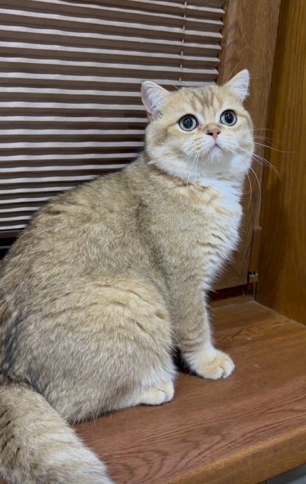 Британские коты шиншиллы