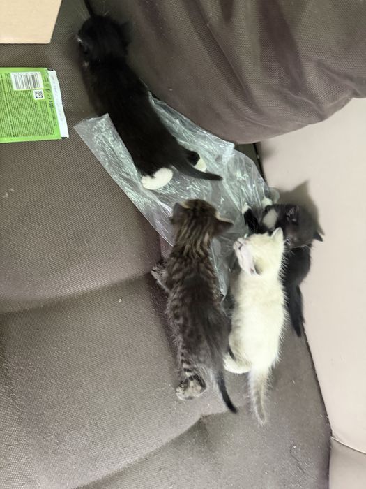 Отдам котят,  в отвественые руки