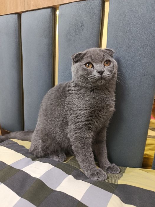 Zotli mushuk ogil