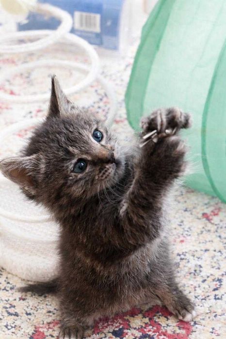 отдам котят в хорошие руки