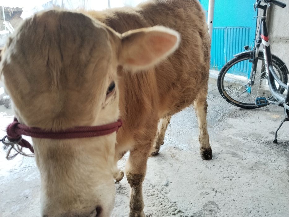 сотилади гибрид бука