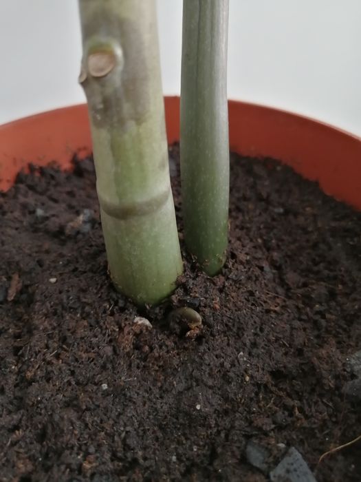 Замиакулькас Зензи