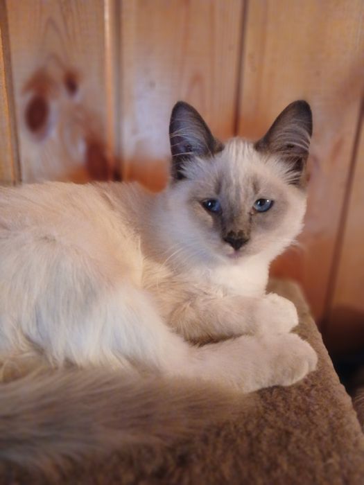 Котенок мальчик  3 месяца