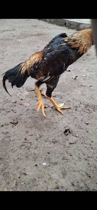 Дакан, бойцов...