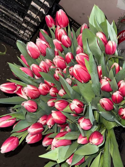 Тюльпаны свежие большие с доставкой