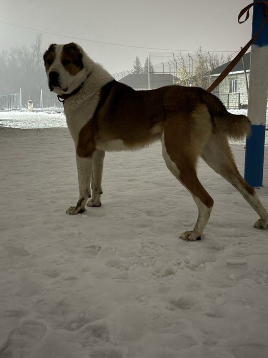 Ит жоғалды.Пропала собака САО.