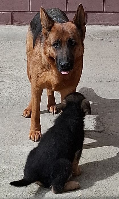 Продаётся щенки немецких овчарок