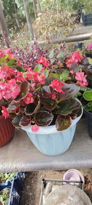 Продам Бегонию Шардоне