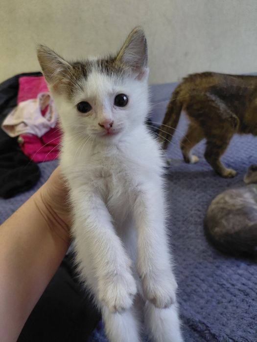 Одам даром котят