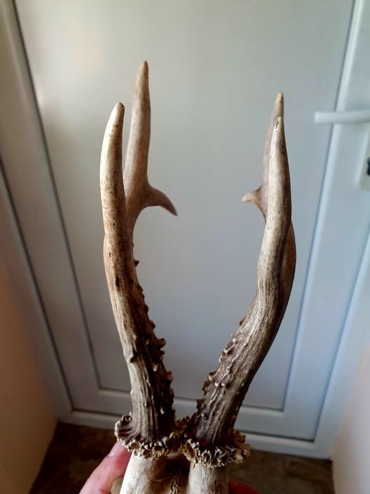 Два Трофея от сръндак перфектно състояние!