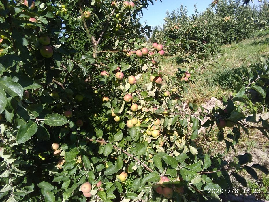 Яблоневый сад