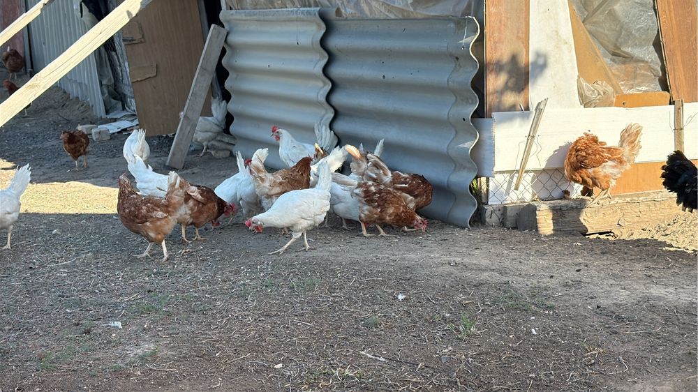 Продам кур несушек