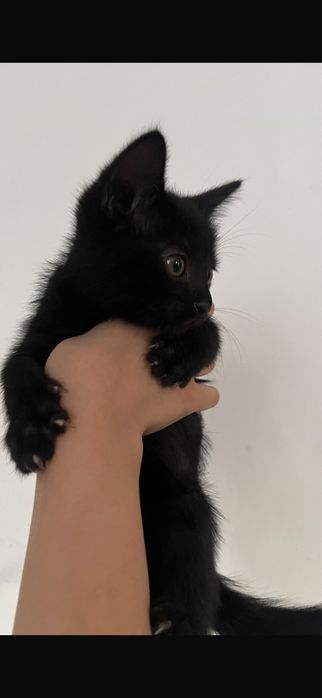 котята-котенки
