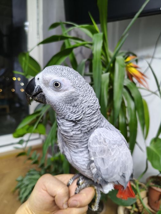 Малыш Жако начинает говорить