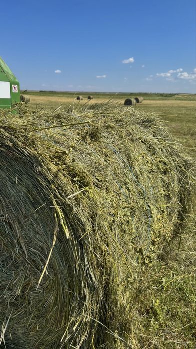 Продам сено луговое свежее