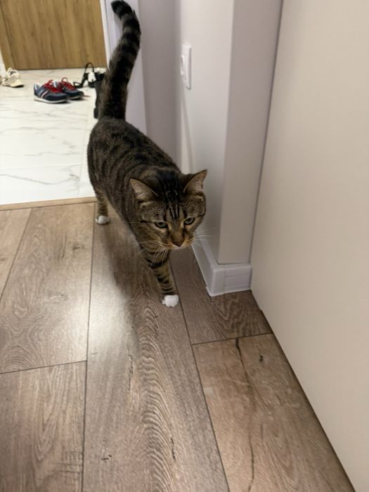 Спешно търси дом – ДОМАШЕН КОТАРАК