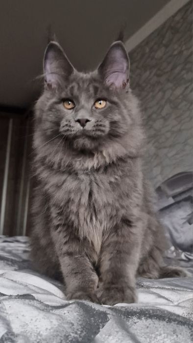 Мейн-кун котёнок