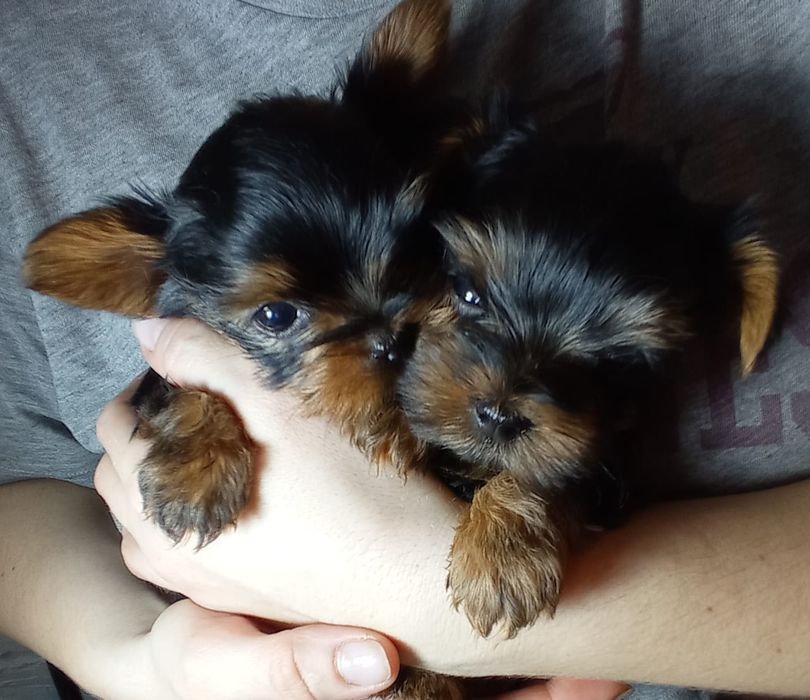 Вязка Йорк мини..