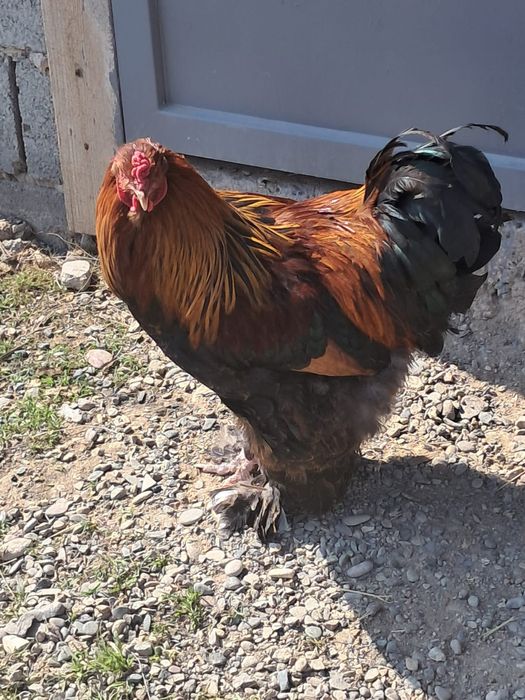 Брам кораздар 2штук